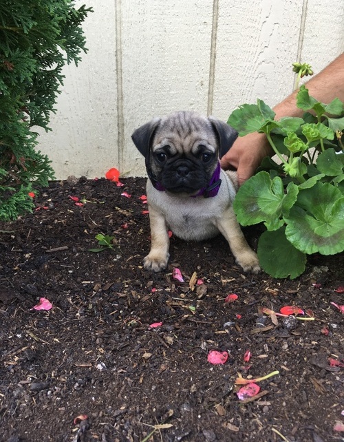 Pug puppies for adoption 