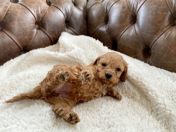 Home raised Cavapoo Puppies