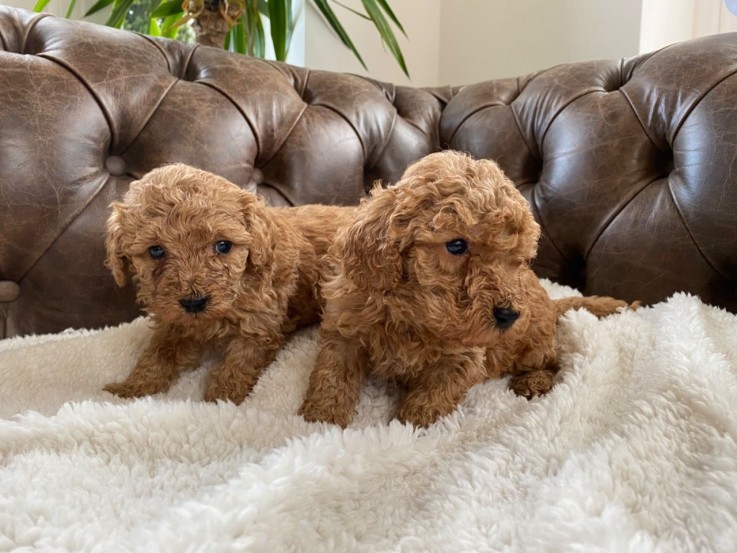 Home raised Cavapoo Puppies