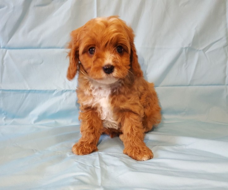 Home raised Cavapoo Puppies