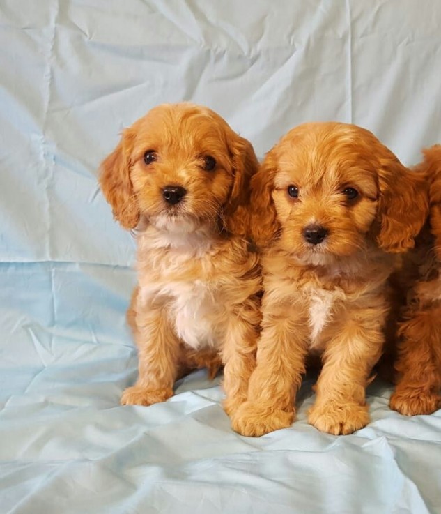 Home raised Cavapoo Puppies