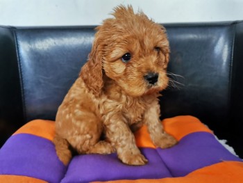 Beautiful Cavapoo Puppies