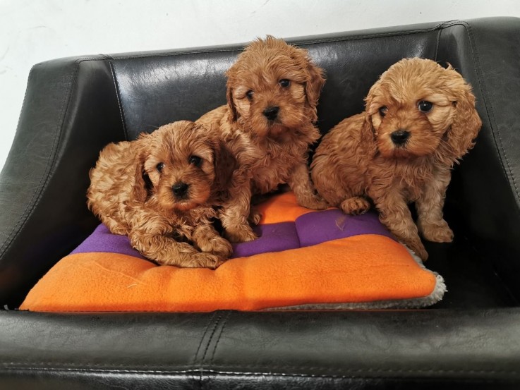 Beautiful Cavapoo Puppies