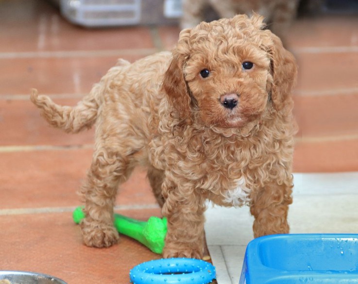 Home raised Cavapoo Puppies