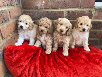 Home raised Cavapoo Puppies