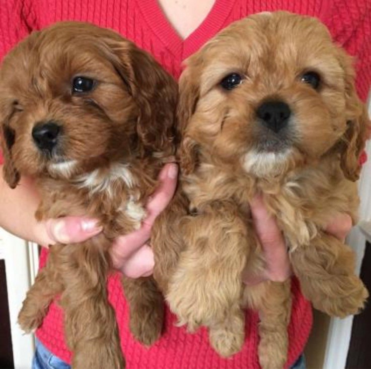 Home raised Cavapoo Puppies