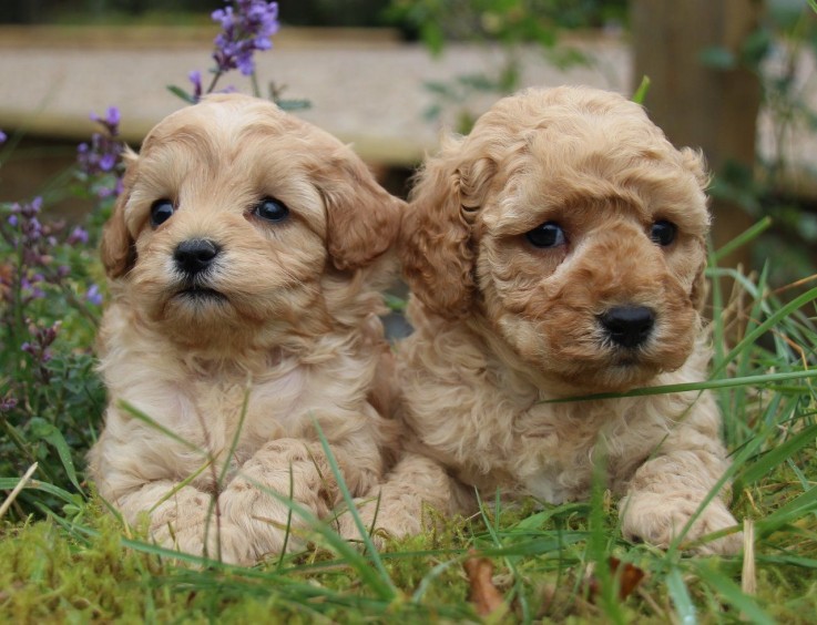 Home raised Cavapoo Puppies