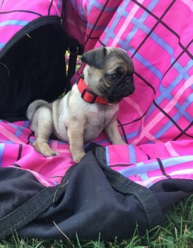 Pug puppies for adoption 