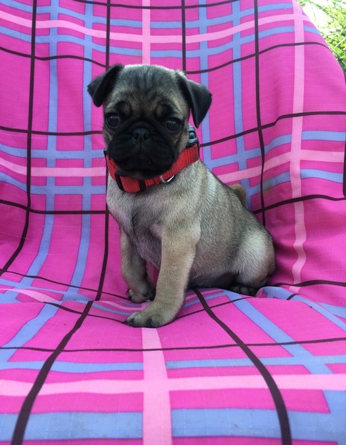 Pug puppies for adoption 