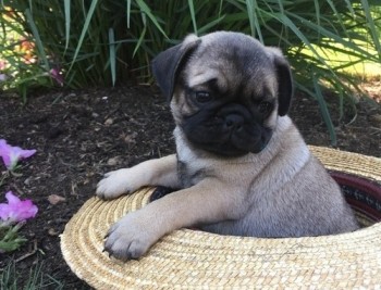 Pug puppies for adoption 