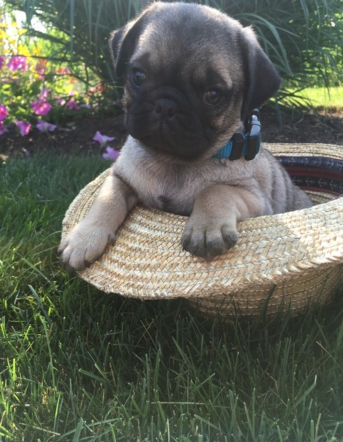 Pug puppies for adoption 