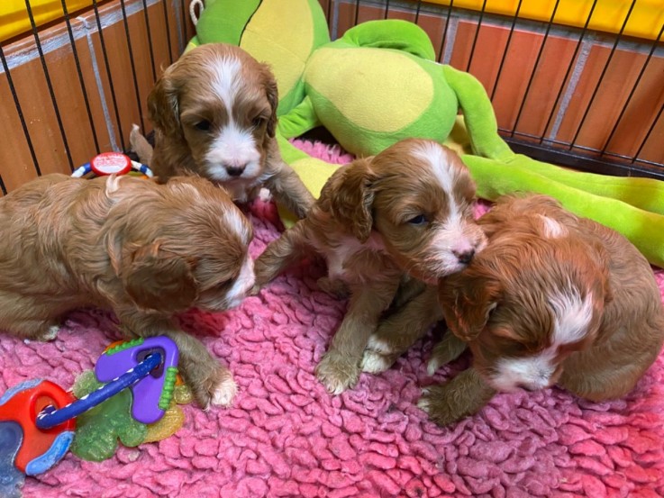 Home raised Cavapoo Puppies