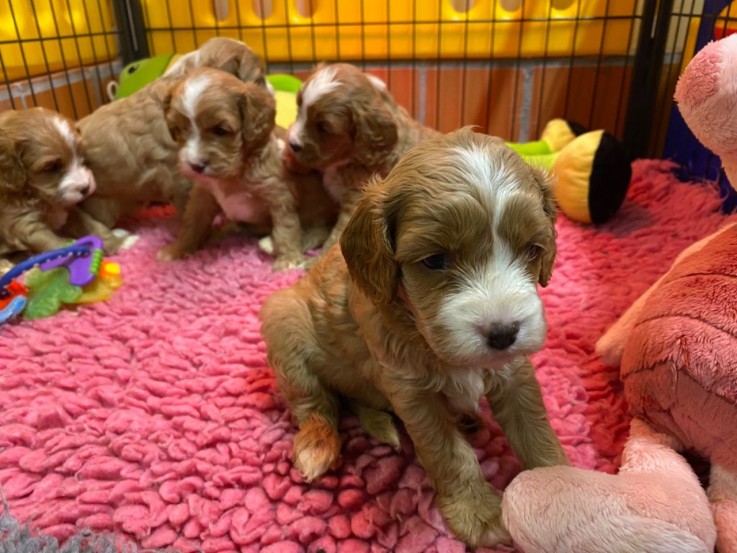 Home raised Cavapoo Puppies