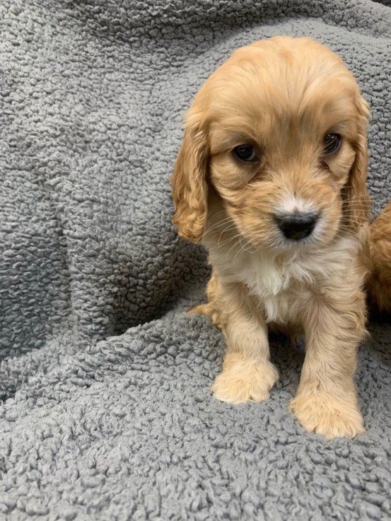 Home raised Cavapoo Puppies