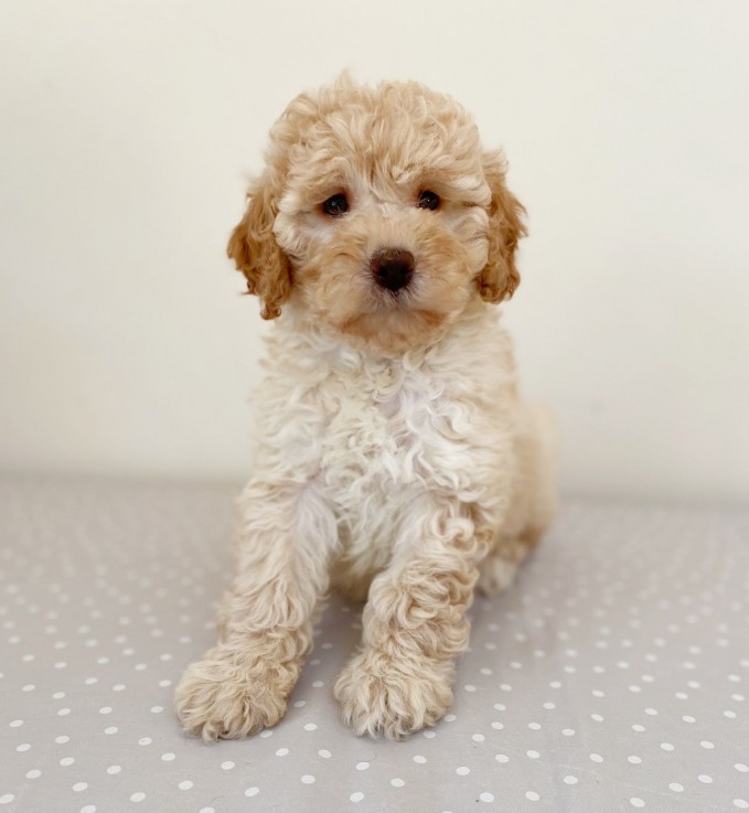 Cute Cockapoo Puppies