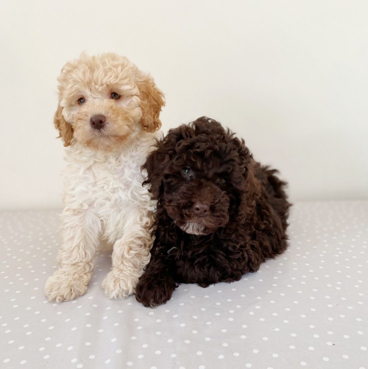 Cute Cockapoo Puppies