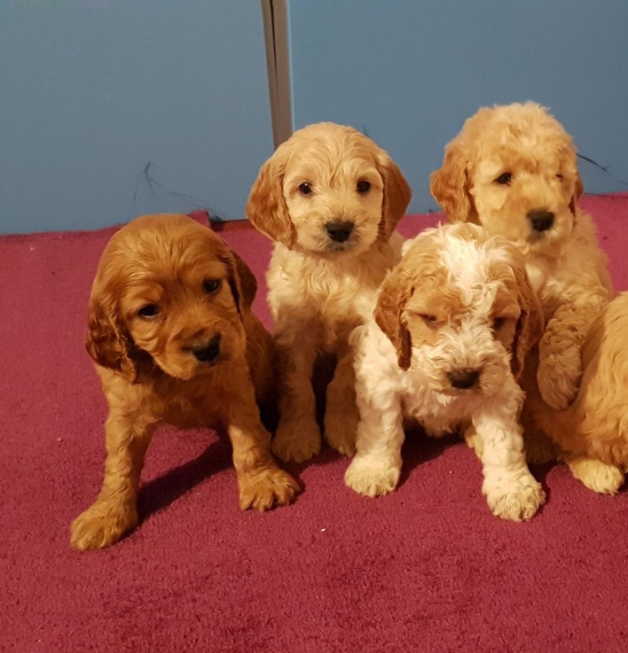 Cute Cockapoo Puppies