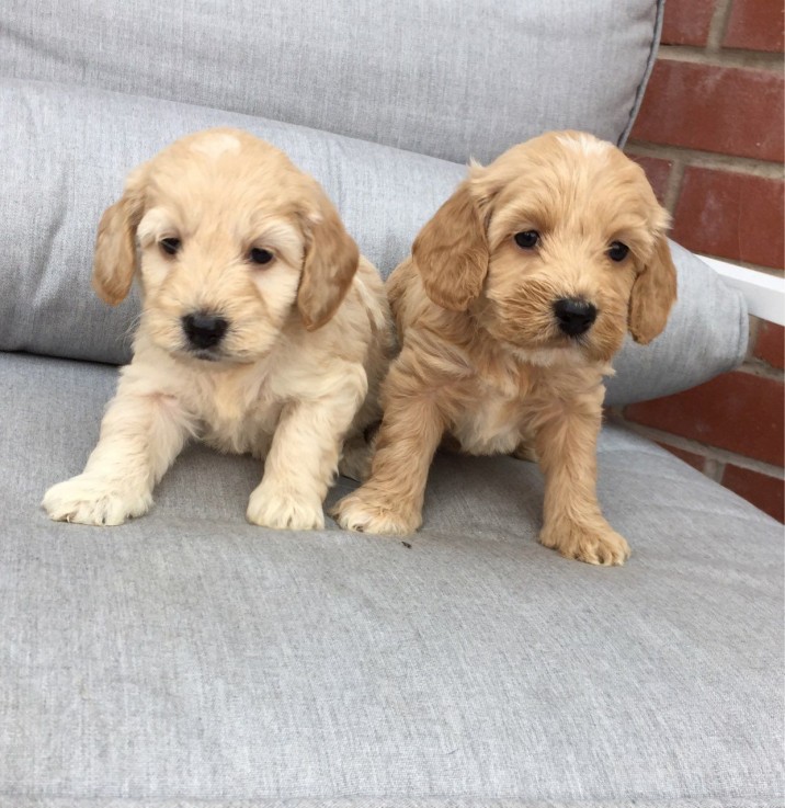 Cute Cockapoo Puppies