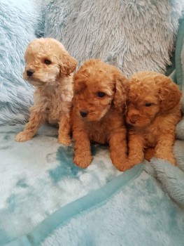 Cute Cockapoo Puppies