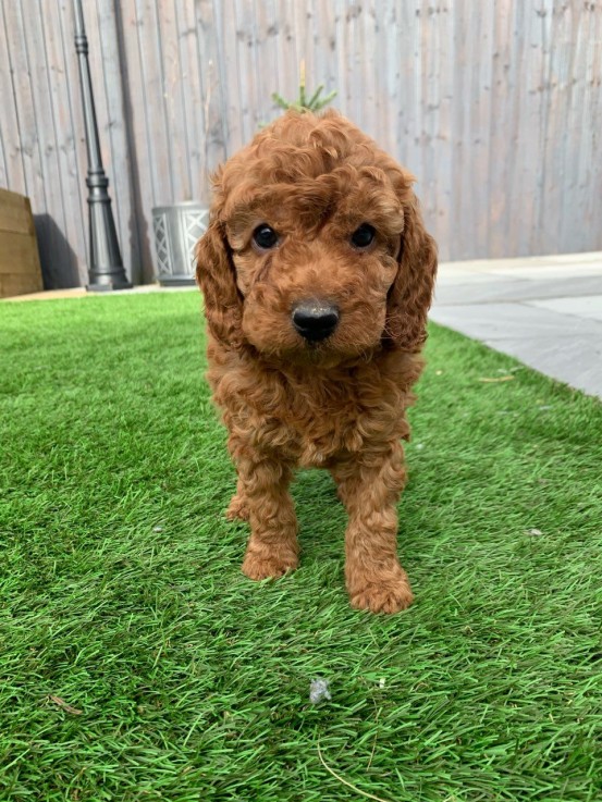 Cute Cockapoo Puppies