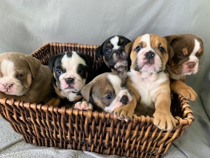 Cute English Bulldog Puppies