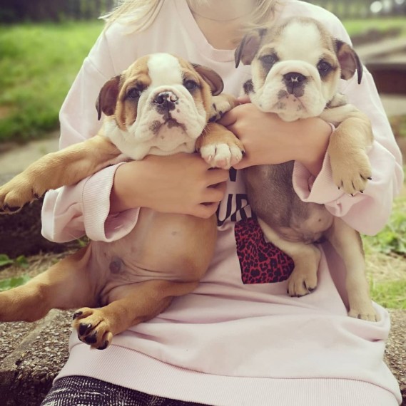 Cute English Bulldog Puppies