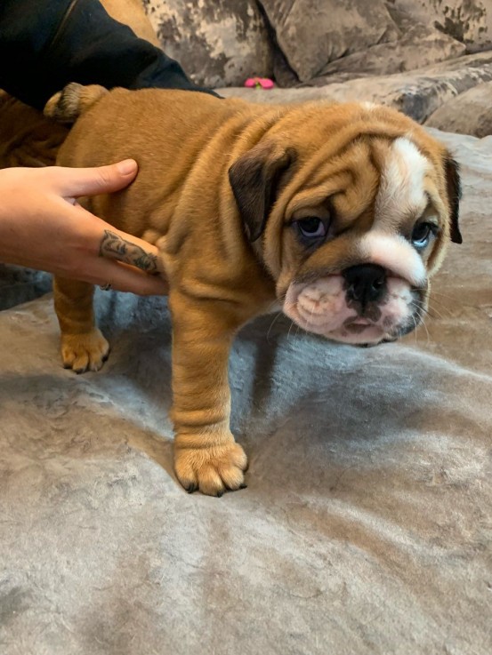 Cute English Bulldog Puppies