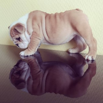 Cute English Bulldog Puppies