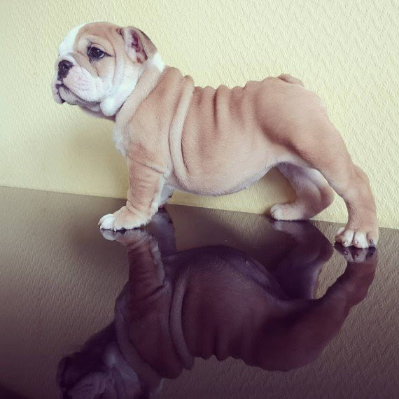 Cute English Bulldog Puppies