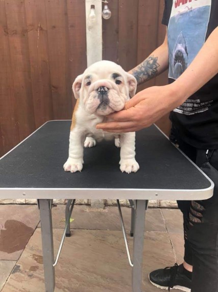 Cute English Bulldog Puppies