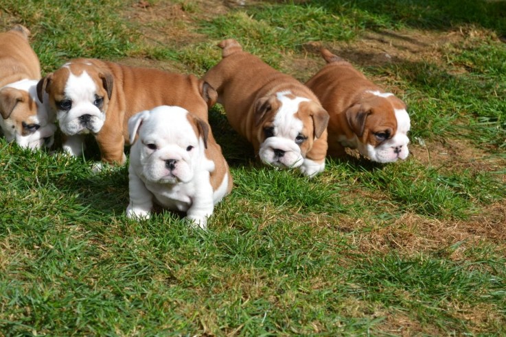 Cute English Bulldog Puppies