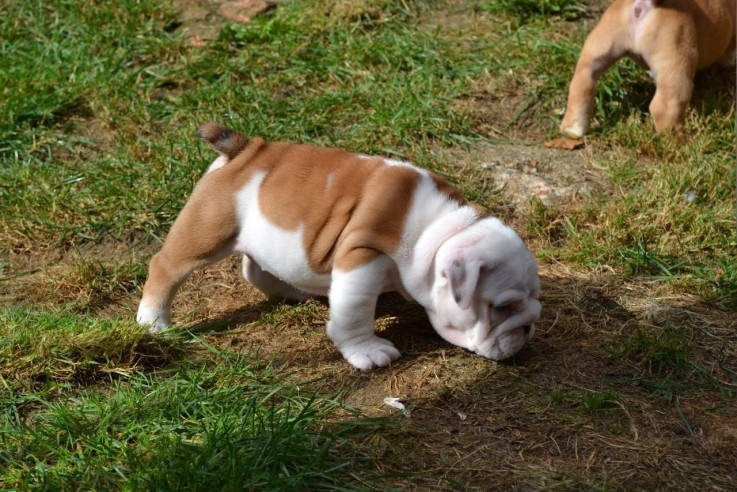 Cute English Bulldog Puppies