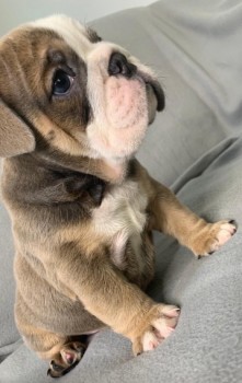 Cute English Bulldog Puppies