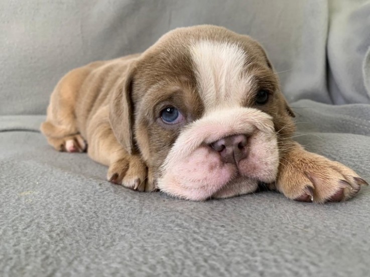 Cute English Bulldog Puppies