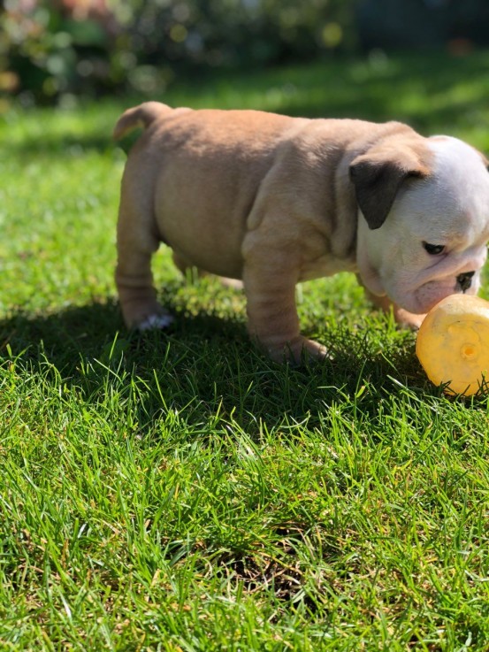 Cute English Bulldog Puppies