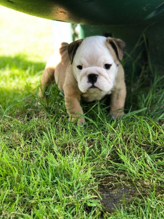 Cute English Bulldog Puppies