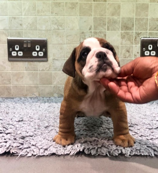 Cute English Bulldog Puppies