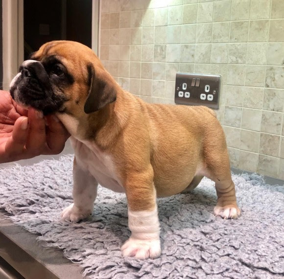 Cute English Bulldog Puppies