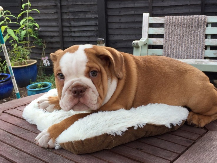 Cute English Bulldog Puppies