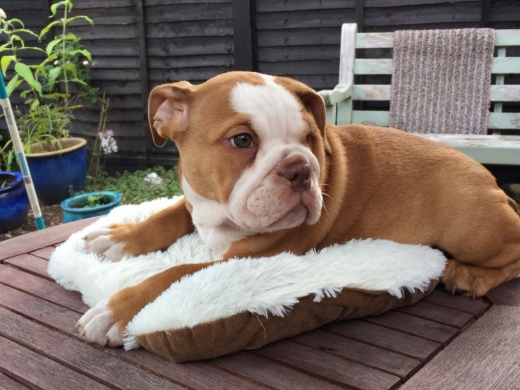 Cute English Bulldog Puppies