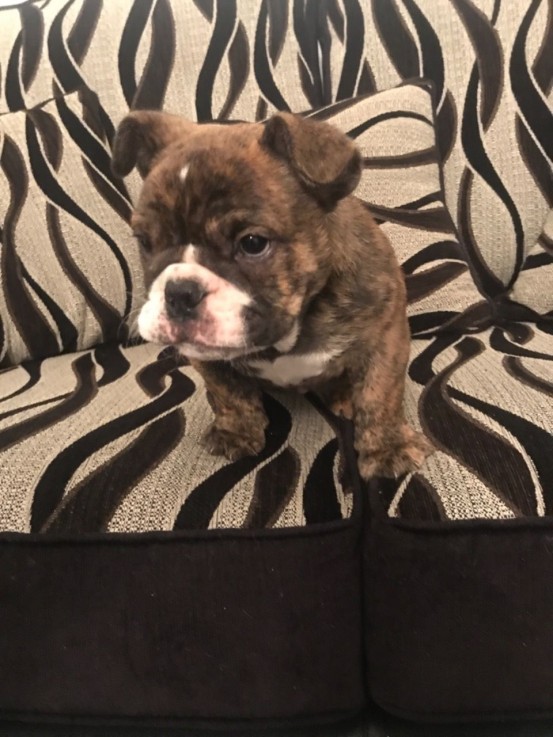 Cute English Bulldog Puppies