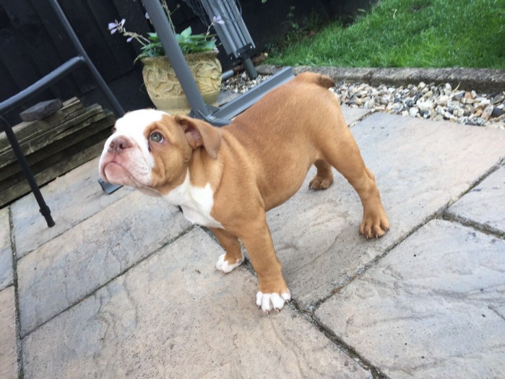 Cute English Bulldog Puppies