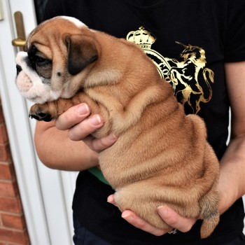 Cute English Bulldog Puppies