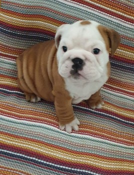 Cute English Bulldog Puppies