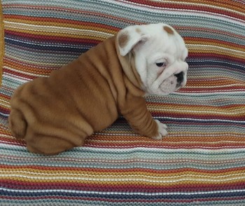 Cute English Bulldog Puppies