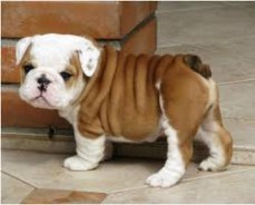 Cute English Bulldog Puppies