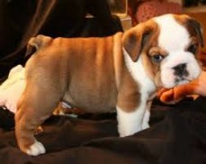 Cute English Bulldog Puppies