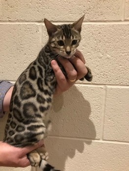 Bengal kittens puppies for adoption 