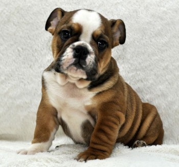 Cute English Bulldog Puppies (Dogs & Pup