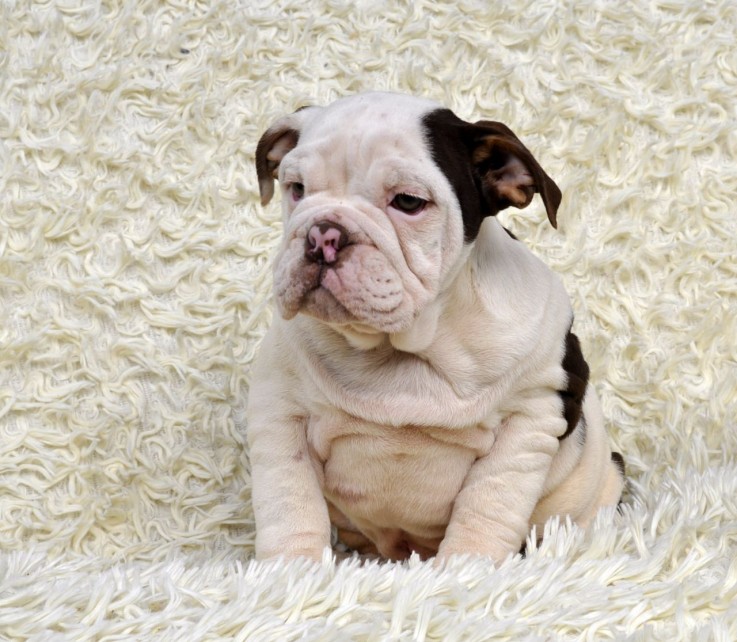 Cute English Bulldog Puppies (Dogs & Pup